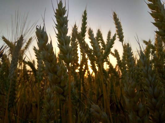 ITT News. Large increase in cereal harvest.